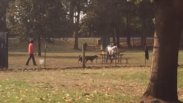 Dog Park at Armitage Park